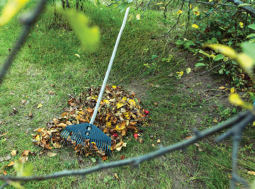 Composting Leaves