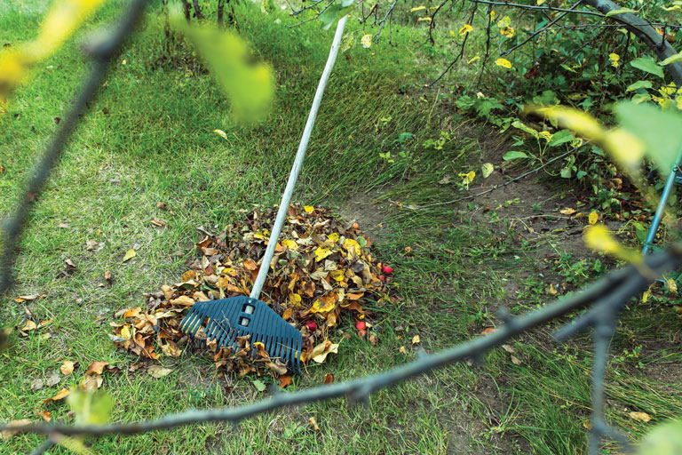 Composting Leaves